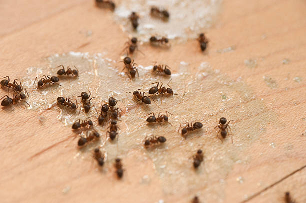 Best Wasp Removal Services  in Perryville, MD